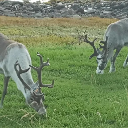 Lavan Farm Burfjord